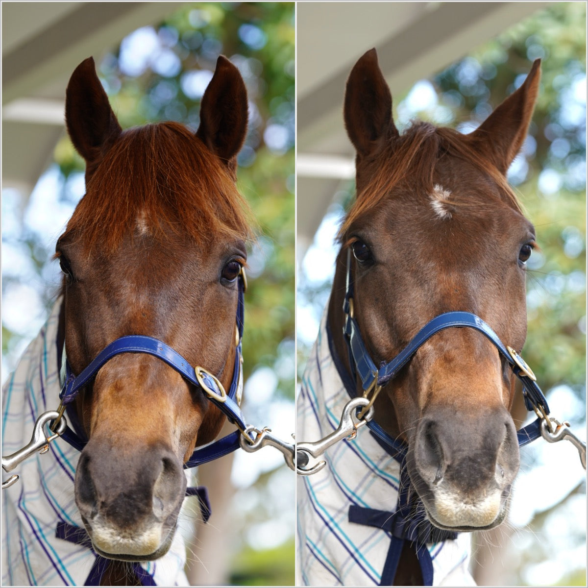 Forelock Enhancer Clip